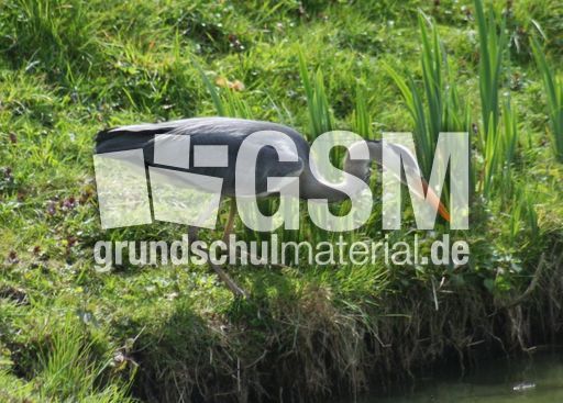 Graureiher-A 197.jpg